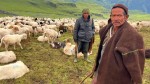 भेडी गोठालाको गुनासो : “सरकारले एउटा न्यानो ज्याकेट दिए पनि लाउने थियौँ”