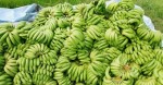 नेपालमा केराको पर्याप्त उत्पादन, दसैँ, तिहार र छठको माग धान्न सक्ने केरा उत्पादक महासंघको अपिल : विदेशी आयात नगर्न आग्रह