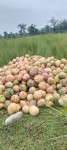 भारतबाट अर्बौंको फर्सी आयात, निजगढका किसानको उत्पादन बारीमै कुहिँदै