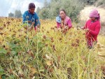 प्रथम राष्ट्रिय कोदो दिवस आज देशभर विविध कार्यक्रमसहित मनाइँदै