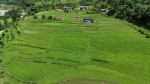 म्याग्दीको मंगला–२ रनबाङमा समयमै धान रोपाई, सिचाइ सुविधा पुगेपछि किसान उत्साहित