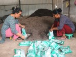 गाईभैंसीको गोबरदेखि तरकारीको बोक्रासम्म प्रशोधन गरी तयार पारिएको मल प्रति केजी ४० रुपैयाँमा बिक्री