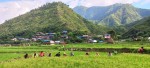 सिन्धुलीको च्याकुटारबेँसीमा धान गोड्दै किसान, सिँचाइको अभावले गोडमेलमा सास्ती