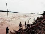 सिधनिया घाटस्थित राप्ती नदीमा बगाएर ल्याएका दाउरा सङ्कलनमा स्थानीय व्यस्त