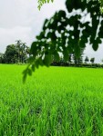 झापामा वर्षाले खेत हरियाली, किसानमा आशा पलायो