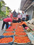 हार्थोक, पाल्पा — रिब्दीकोट र रैनादेवी छहरा गाउँपालिकामा अकबरे खुर्सानीको उत्पादन र बजारिकरण तीव्र