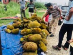 दाङको कटहर बुटवलमा लोकप्रिय, दैनिक ५ क्विन्टलसम्म बिक्री