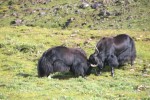 हिमाली समुदायको पुर्ख्यौली पेशा चौँरीपालन