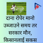 दाना रोपेर मानो उब्जाउने समय तर सरकार मौन, किसानलाई सकस