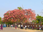 वीरेन्द्रनगरमा ढकमक्क गुलमोहर 