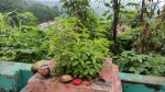 आज हरिशयनी एकादशी, तुलसीको बिरुवा सारिँदै