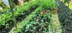  गाउँमा नै नर्सरी, वार्षिक हजारौँ बिरुवा बेच्दै 