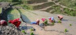 किसानको डेढ लाख टन धान बिकेन, भारतबाट ११ महिनामा आयो साढे ३५ अर्बको
