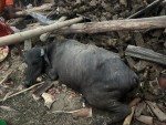हावाहुरीले गोठ भत्किँदा दुई वटा भैँसी मरे