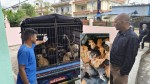 रेविज रोग शुन्यमा झार्न कुकुरको बन्ध्याकरण