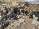 गुठिचौरको ठुलोहाँका पाटनमा चट्याङः २ सय भेडा मरेको अनुमान