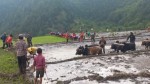 बाजुरामा धान रोपाइँ तीव्र, ८४ प्रतिशत जमीनमा लगाइ सकियो