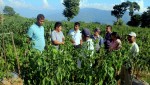 पौवादुङमाको खुर्सानी खेती : बाह्य जिल्लाका किसानको ‘सिकाइ तथा अध्ययन केन्द्र’