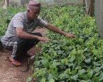 मरिचका बिरुवा बेचेर मनग्य आम्दानी