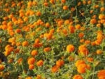 पुष्प व्यवसायः आठ अर्ब ८३ करोड लगानी, ५३ हजारलाई रोजगारी