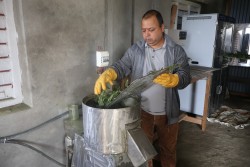 तेह्रथुममा सिस्नो प्रशोधन सुरु, सुपरमार्केटहरूको माग धान्नै मुस्किल