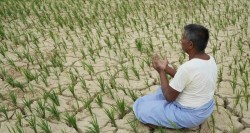 महोत्तरीमा रोपाइँ ४७ प्रतिशत मात्र सम्पन्न, कृषकहरू चिन्तित