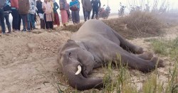 झापामा माउ हात्ती मृत फेला, करेन्ट लागेर मृत्यु भएको आशंका