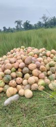 भारतबाट अर्बौंको फर्सी आयात, निजगढका किसानको उत्पादन बारीमै कुहिँदै
