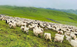 बुकी पाटनमा भेडा चर्ने चहलपहल: उचाइमा पनि जीवन चहलपहल