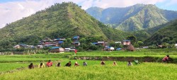 सिन्धुलीको च्याकुटारबेँसीमा धान गोड्दै किसान, सिँचाइको अभावले गोडमेलमा सास्ती