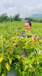 भोजपुरको बोखिमबाट दैनिक १५० किलो अकबरे खुर्सानी राजधानी काठमाडौँ पठाइँदै