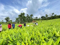 वाइसियलको श्रम तथा उत्पादन अभियानअन्तर्गत पाँचथरको कुम्मायकमा बेसार गोडाइ