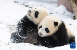 चीनमा पाण्डाको संख्या बढ्दै: बन्दैछ संरक्षणको सफलता