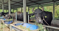 गाईभैँसी खरिद गर्न अनुदान