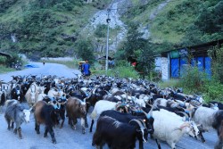 बजार झरे लेकाली भेडाच्याङ्ग्रा