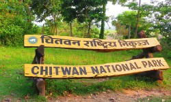 चितवन प्रजनन केन्द्रका दुई हात्ती छावा पुस २ गते कतार पठाइने