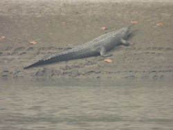 देवघाटमा देखियो घडियाल गोही