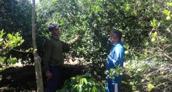 बहुवर्षीय खेती प्रणालीतर्फ आकर्षित हुँदै पौवादुङका किसान