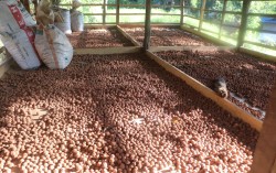 रुद्राक्ष खेतीबाट मनग्य आम्दानी