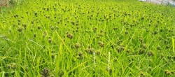 कोदोपनि विदेशबाट, ८५ करोडको आयात