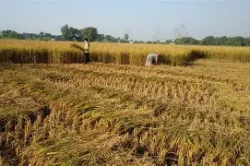 वर्षाका कारण धान उत्पादनमा तीन लाख मेट्रिक टनले कमी आउने