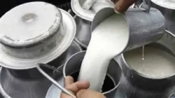 दूध बिक्रीबाट वार्षिक १३ लाख आम्दानी