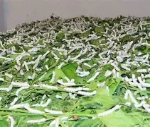 ओझेलमा रेशमखेती