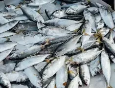 बाँझो जमिनमा माछा खेती गरौँ, युवा पलायन रोकौँ : प्रोफेसर भुजेल