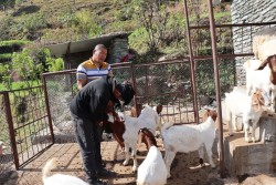 पशुलाई रोगबाट जोगाउन पूर्णखोप अभियान सञ्चालन