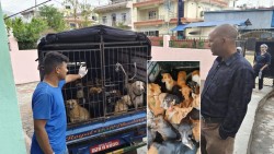 रेविज रोग शुन्यमा झार्न कुकुरको बन्ध्याकरण