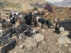 गुठिचौरको ठुलोहाँका पाटनमा चट्याङः २ सय भेडा मरेको अनुमान