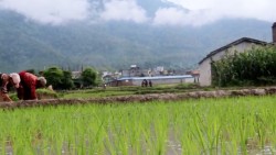 असार १५ः  किसानलाई आकाशे पानीकै भर, कृषिमा छैन लगानी अनुसारको प्रतिफल