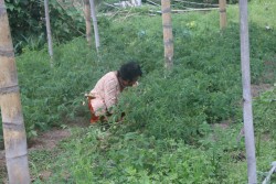 एकल महिलाको लोभलाग्दो अग्र्यानिक तरकारीखेती