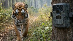 पर्सा निकुञ्जमा बाघ गणना थालियो